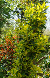 Beautiful Euonymus japonicus Aureo-Marginata with variegated green-yellow leaves against spring garden. Elegant background for natural design. Selective soft focus, place for text.