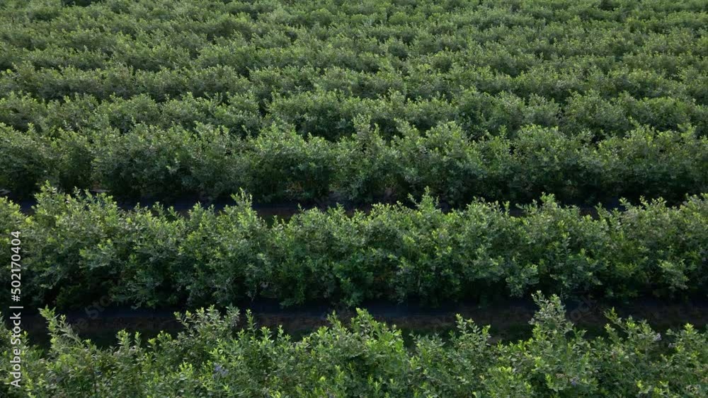 Aerial drone view Blueberry bush field, organic ripe. Blue berry hanging on a branch, Bio, healthy food, top view, Farm with berries Aerial drone view Blueberry bush field, organic ripe. Blue berry hanging on a branch, Bio, healthy food, top view, Farm with berries