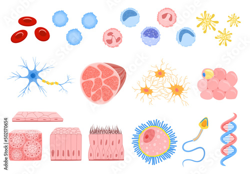 Flat Human Cells Set