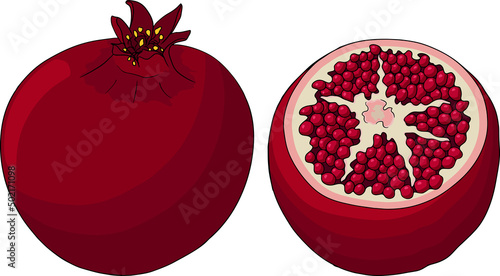 Pomegranate colored vector illustration on white background. Vegetarian food drawing. Ripe garnet fruit with seeds