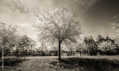 Trees or child dream