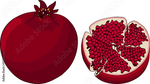 Pomegranate colored vector illustration on white background. Vegetarian food drawing. Ripe garnet fruit with seeds