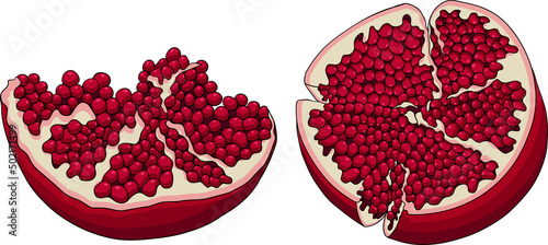 Pomegranate colored vector illustration on white background. Vegetarian food drawing. Ripe garnet fruit with seeds
