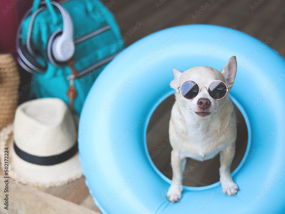 happy  brown short hair chihuahua dog wearing sunglasses, standing  in blue swimming ring with travel accessories, straw hat, backpack and headphones.