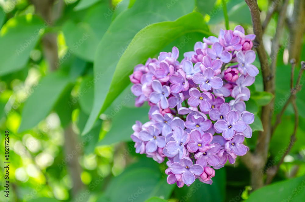 Blossoms of common lilac (Syringa vulgaris) plant. Fragrant lilac blossoms (Syringa vulgaris). Shallow depth of field, selective focus Blossoms of common lilac (Syringa vulgaris) plant. Fragrant lilac blossoms (Syringa vulgaris). Shallow depth of field, selective focus