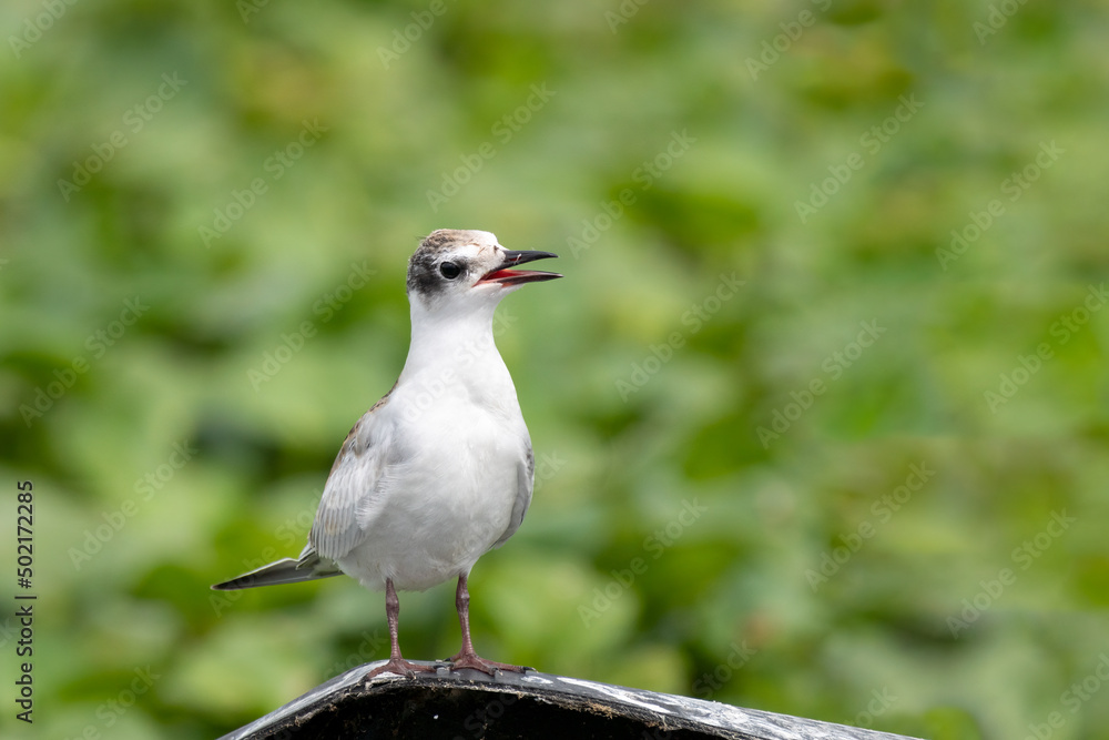 Close-up of a sitting juvenile whiskered tern