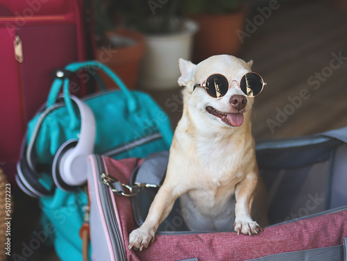 brown short hair chihuahua dog  wearing sunglasses, standing  in traveler pet carrier bag with travel accessories, ready to travel. Safe travel with animals.