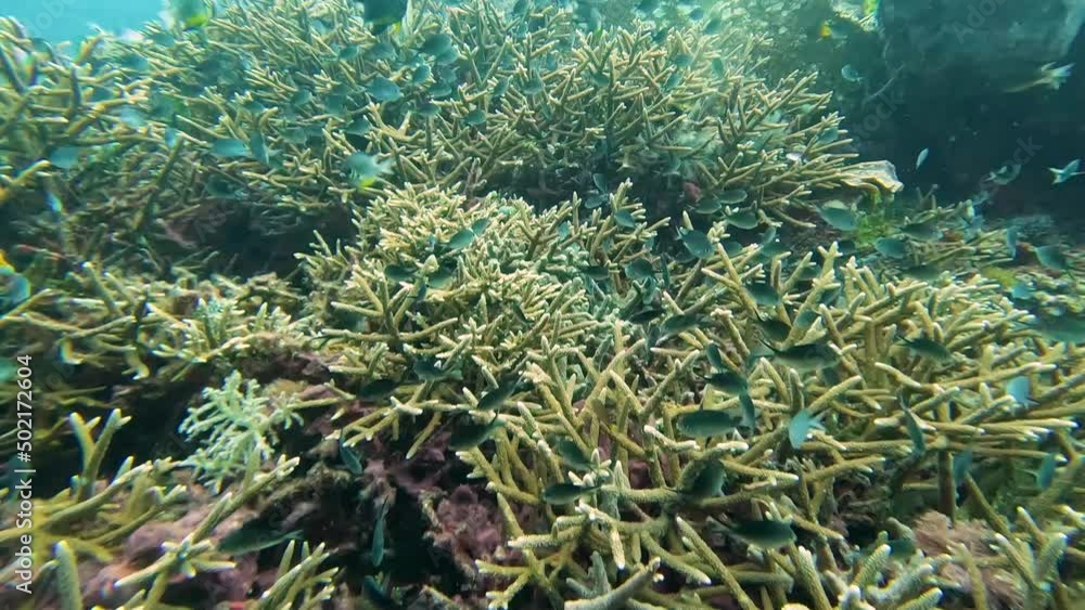 Scuba diving with a wonderful shoal of silver, blue and yellow damsel fish over intricate coral reef ecosystem in the tropical waters of Timor Leste, South East Asia Scuba diving with a wonderful shoal of silver, blue and yellow damsel fish over intricate coral reef ecosystem in the tropical waters of Timor Leste, South East Asia