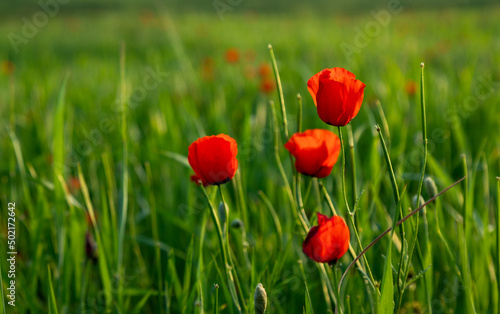 Closeup of poppy flowers in the field