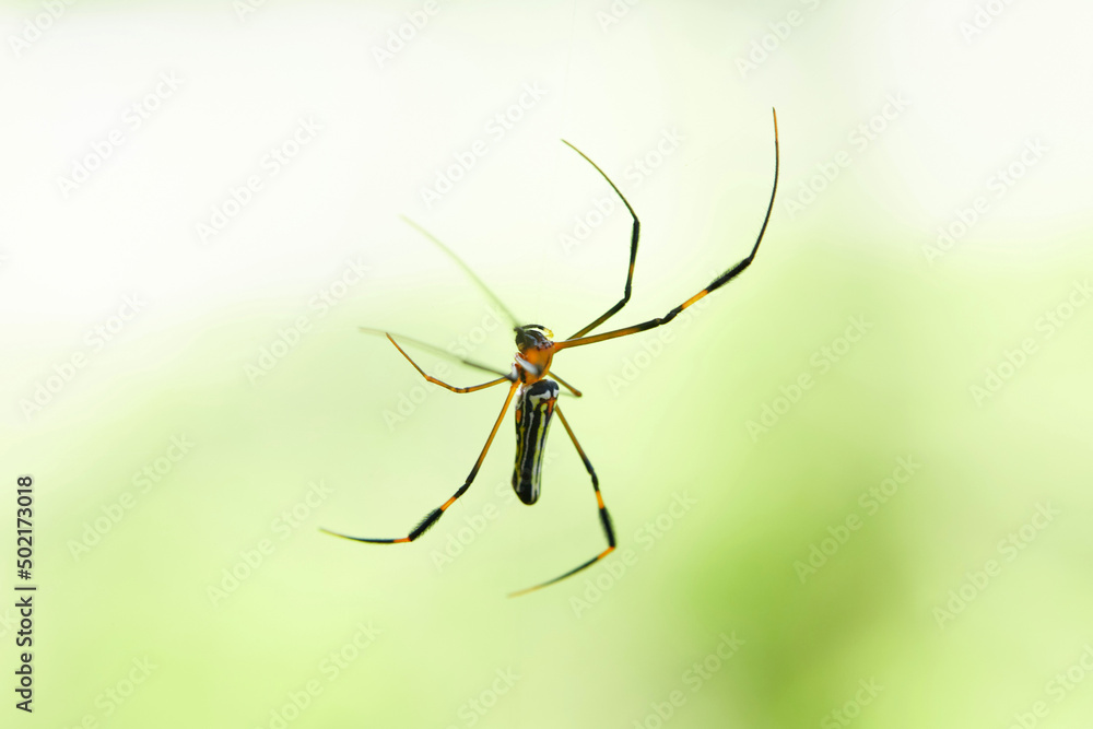spider on the web spider on the web