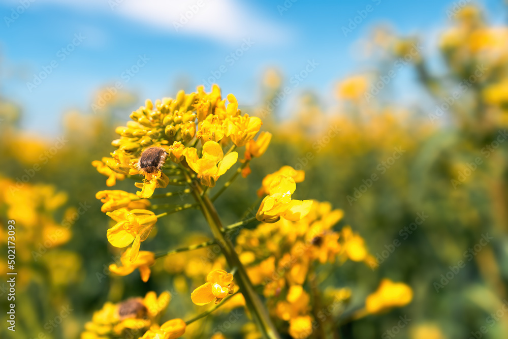 Tropinota hirta or hairy rose beetle on rapeseed blooming crops Tropinota hirta or hairy rose beetle on rapeseed blooming crops