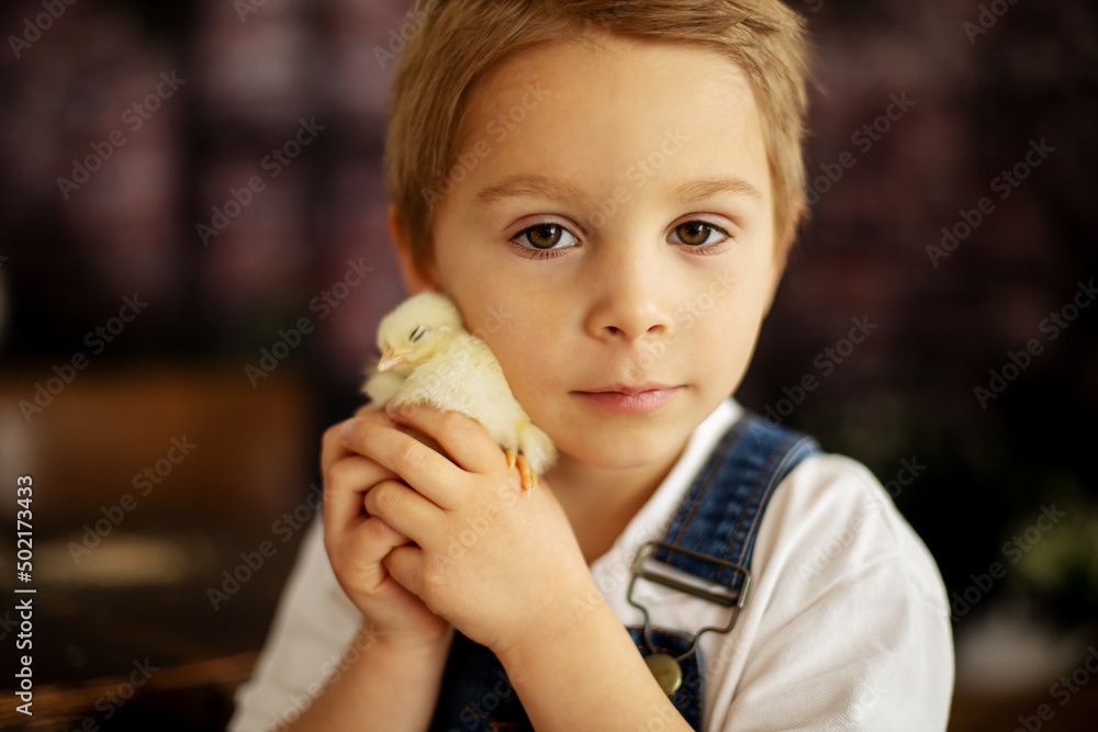 Cute child at home with little newborn chicks, enjoying, cute kid and animal friend in sunny room Cute child at home with little newborn chicks, enjoying, cute kid and animal friend in sunny room