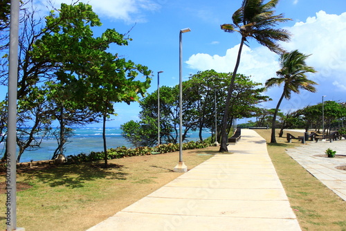 beach with trees and palms