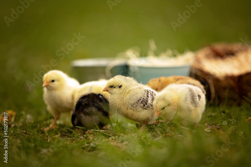 Fotografering Little newborn chicks in a nest, cute newborn birds in the park