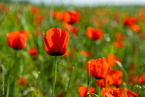 Closeup of poppy flowers in the field