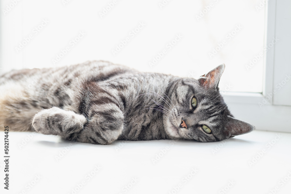 A cute gray tabby cat is lying on side looking at the camera. White background. Natural window light