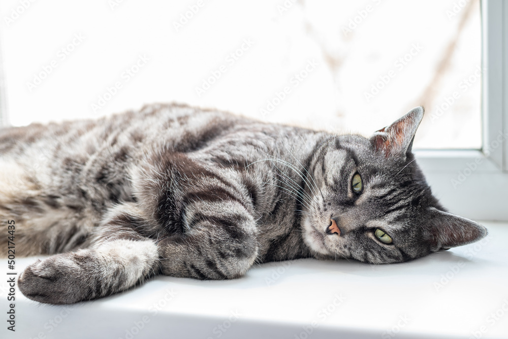 A cute gray tabby cat is lying on side looking at the camera. White background. Natural window light