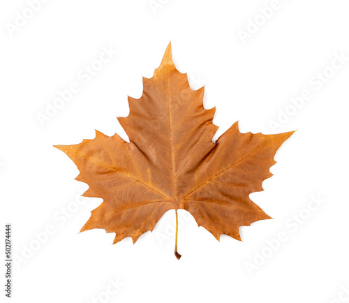 Sycamore Autumn Leaf Isolated