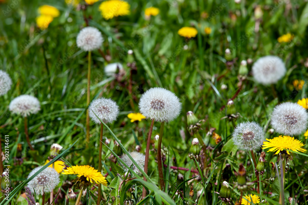 white beautiful dandelion flowers with seeds