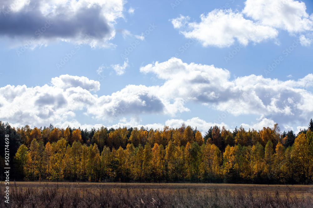 Fototapeta premium autumn orange foliage in the autumn season