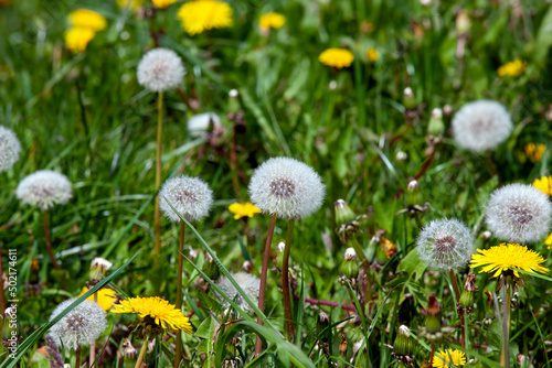 white beautiful dandelion flowers with seeds