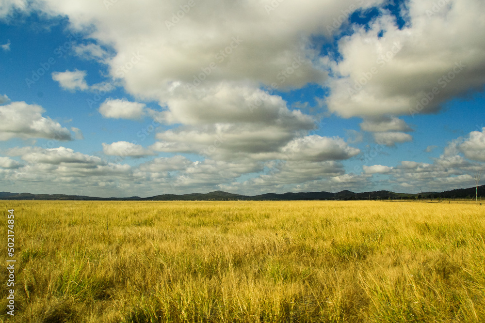 wheat field and sky