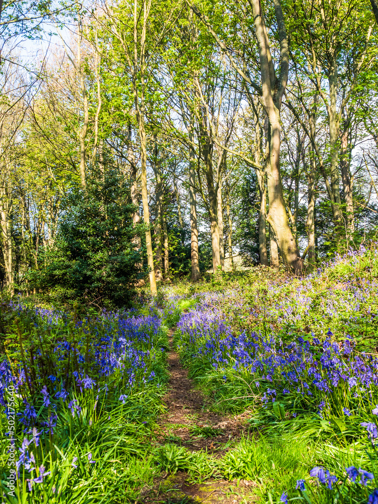 A lone path winds through woodland in Springtime with Bluebells A lone path winds through woodland in Springtime with Bluebells