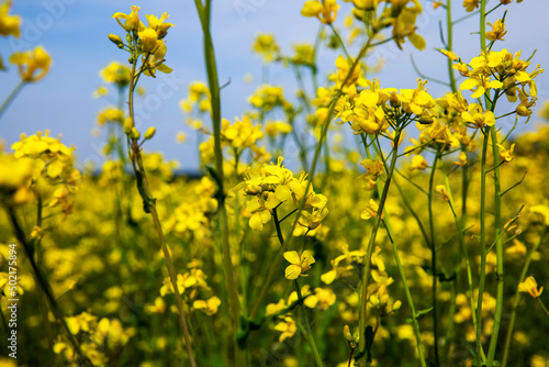 yellow flowering rapeseed in the spring season