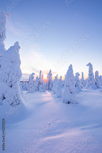 Finnish Lapland , Riisitunturi national park at sunset in winter