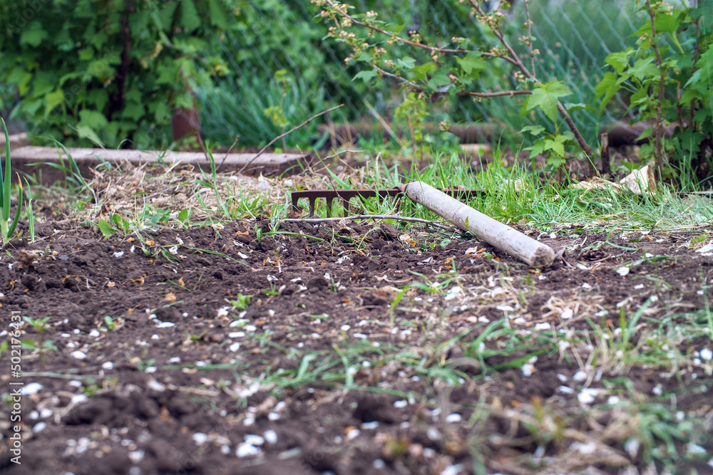 An old rake in the garden on the ground. Spring work in the garden An old rake in the garden on the ground. Spring work in the garden