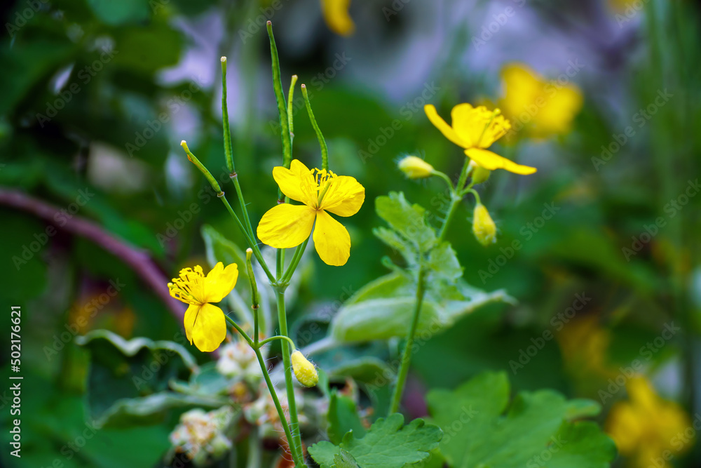 Wild yellow celandine flowers on a natural background Wild yellow celandine flowers on a natural background