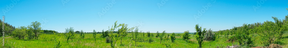 Panorama of a growth of young trees in a green meadow Panorama of a growth of young trees in a green meadow