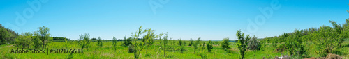 Panorama of a growth of young trees in a green meadow