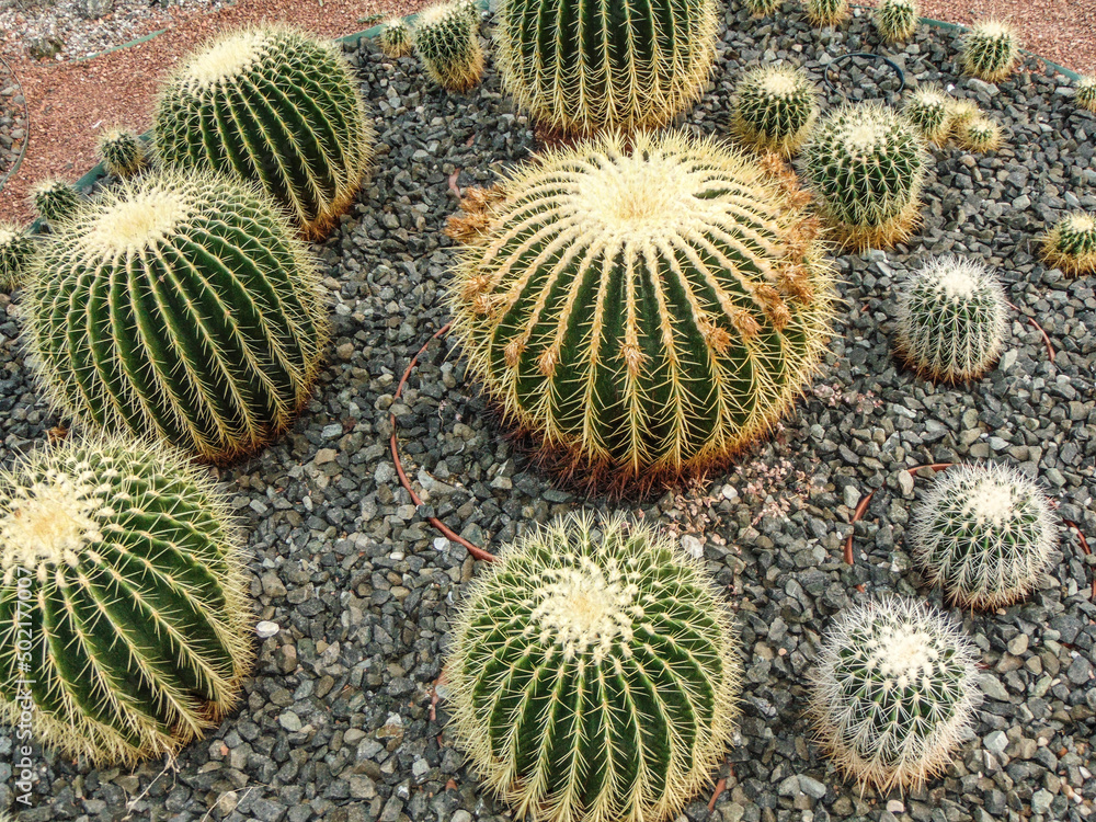 Golden Barrel Cactus (Echinocactus grusonii) Golden Barrel Cactus (Echinocactus grusonii)