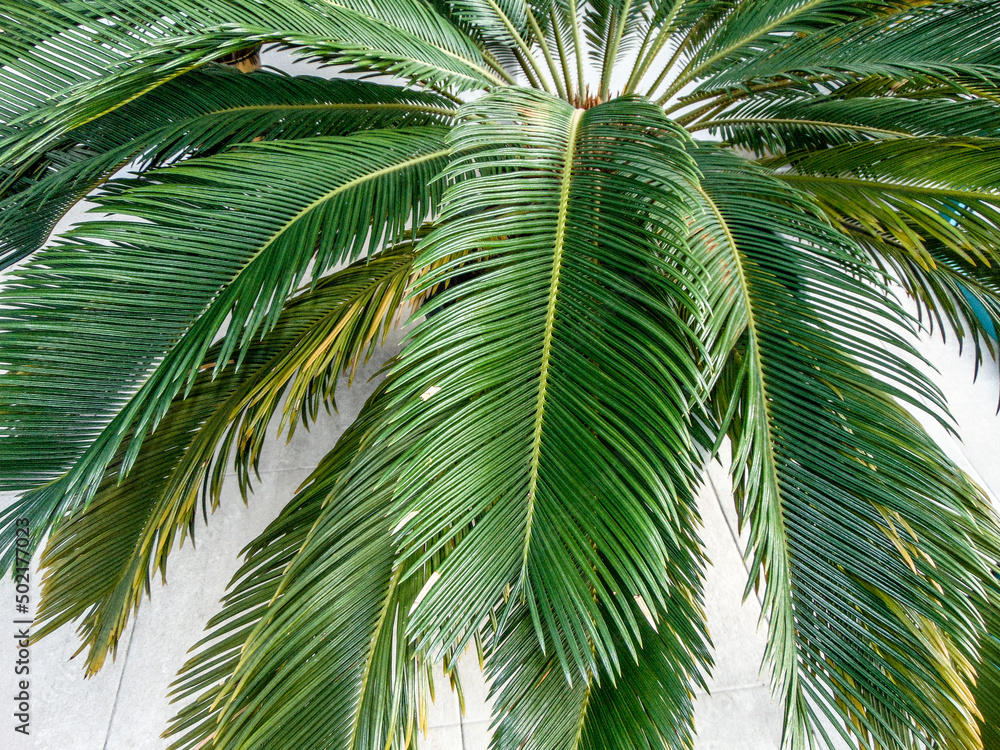 Sago palm (Cycas revoluta) - nature