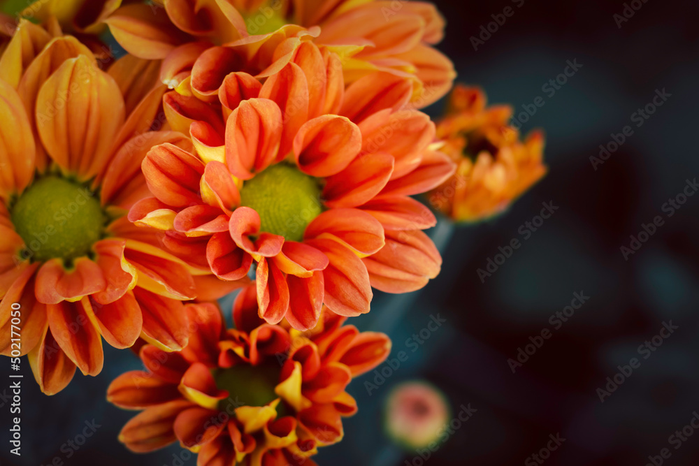Bright orange chrysanthemums in the autumn garden Bright orange chrysanthemums in the autumn garden