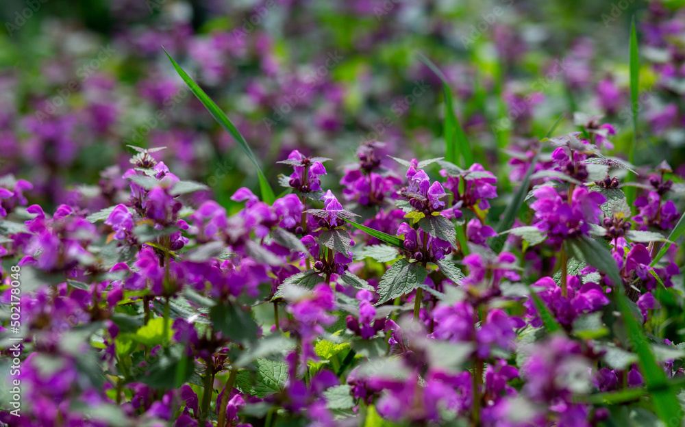 Obraz premium purple small spring flowers with green leaves