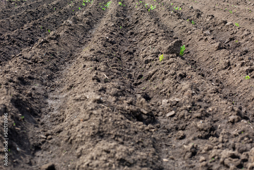 Beds of planted potatoes in the vegetable garden by a tractor field