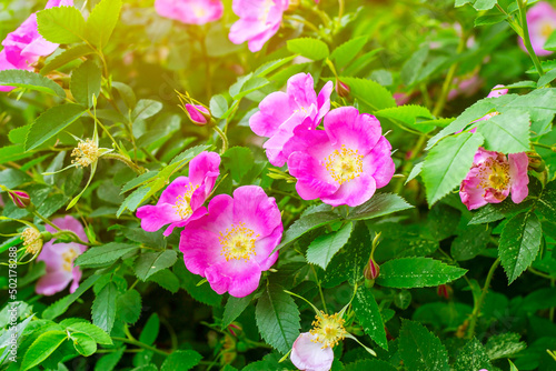 Soft fresh wild light pink dog-rose  briar  brier  eglantine  canker-rose  flower on bright green leaves background in the garden in spring on a sunny day.