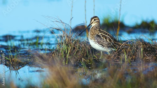 Common snipe feeding in wetland flooded meadow close up in morning sunlight