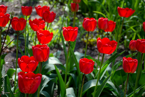 bright colorful flowers tulips