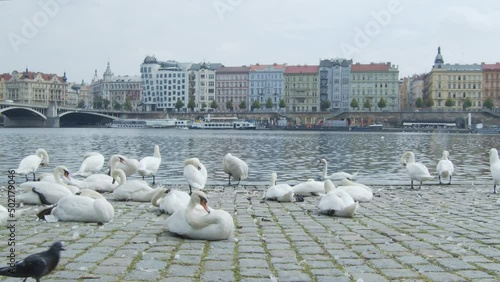 Swans and birds chilling near city river. photo