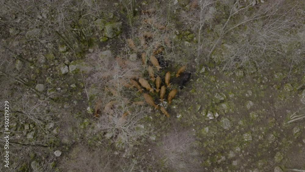 Aerial drone rises above cattle, top down view of pasture, forest. Aerial drone rises above cattle, top down view of pasture, forest.