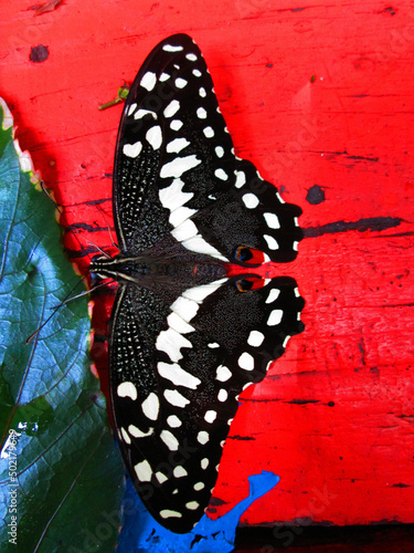Photography citrus swallowtail butterfly