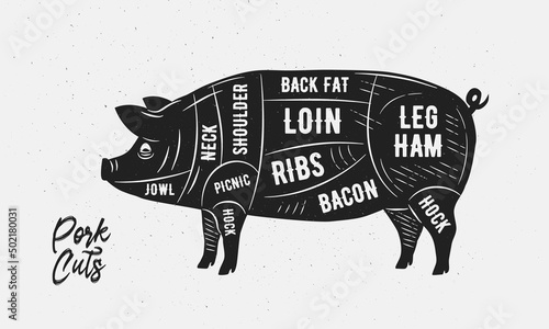Cuts of Pork. Butcher Diagram, scheme, chart. Pig sketch silhouette isolated on white background. Vintage Poster for butcher shop, barbecue, restaurant. Vector illustration