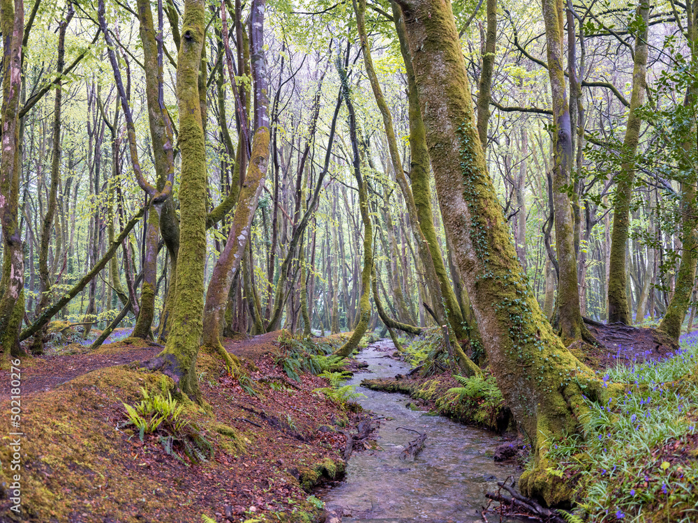 Bluebell woodland cornwall England uk Bluebell woodland cornwall England uk