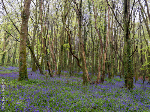 Bluebell woodland cornwall England uk  photo