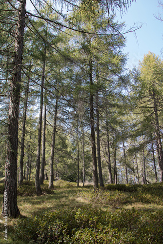 Fototapeta Naklejka Na Ścianę i Meble -  Woods.
A small portion of wood with characteristic undergrowth.