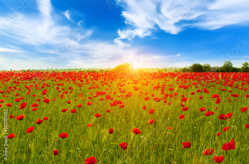 Beautiful summer landscape field with bright red flowers .