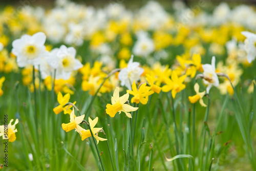 Daffodils at Easter time on a meadow. Yellow white flowers shine against the green grass.